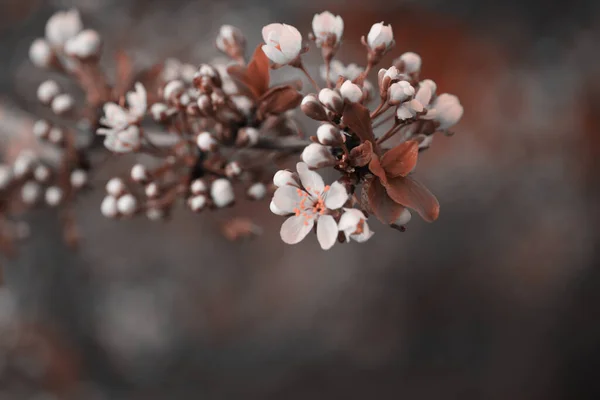 Rozmazané Jemné Zaostření Příroda Horizontální Pozadí Kvetoucí Větev Třešně Bílými — Stock fotografie