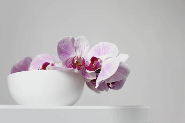 Fleur Orchidée Phalaenopsis Rose Dans Bol Blanc Intérieur Gris Mise — Photo