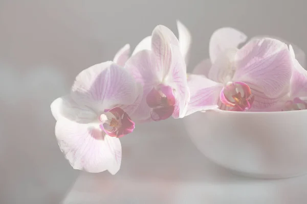Suddig Rök Rosa Falaenopsis Orkidé Blomma Vit Skål Grå Interiör — Stockfoto