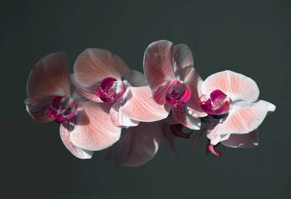 Karanlıkta Pembe Falanopsis Orkidesi Çiçeği Seçici Yumuşak Odaklanma Minimalist Natürmort — Stok fotoğraf