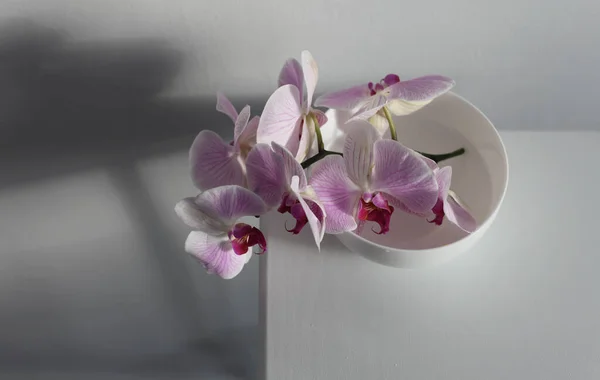 Pembe Falaenopsis Orkide Çiçeği Gri Kapta Beyaz Kasede Minimalist Natürmort — Stok fotoğraf