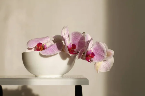 在晚上的室内 在碗里放着粉红的兰花 有选择的软焦点 简约的艺术仍然是生命 光线和阴影背景 — 图库照片
