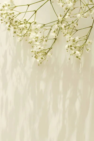 Flor Gypsophila Com Espaço Cópia Para Sua Mensagem Texto Luz — Fotografia de Stock