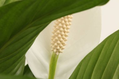 Selective soft focus Spathiphyllum flower bud with green leaf of biege copy space background.