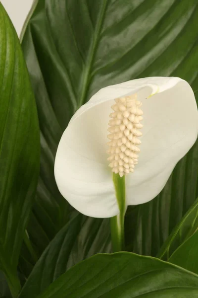 Selective soft focus Spathiphyllum flower bud with green leaf. Nature background.