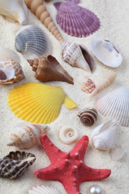 Kum fotokopi alanı arka planında deniz yıldızı ve kabuk.