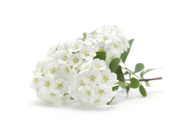 White Spiraea Bush Flower White Background — Stock Photo, Image
