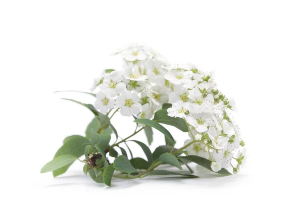 Fiore Cespuglio Spiraea Bianco Sfondo Bianco — Foto Stock