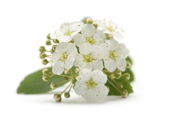 Fiore Cespuglio Spiraea Bianco Sfondo Bianco — Foto Stock