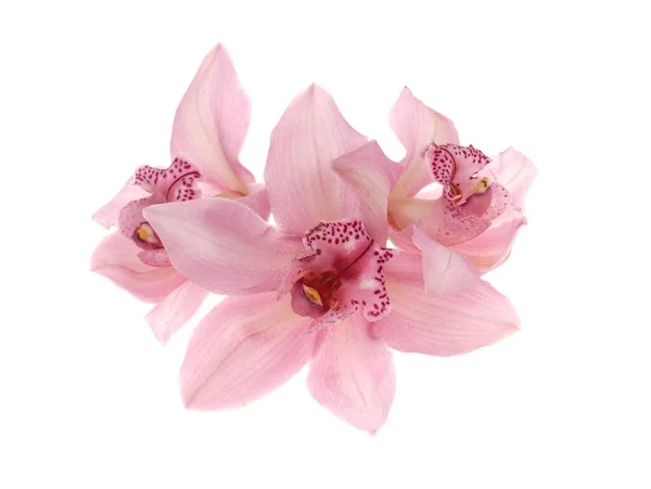 Roze Phalaenopsis Orchidee Bloem Geïsoleerde Witte Achtergrond — Stockfoto