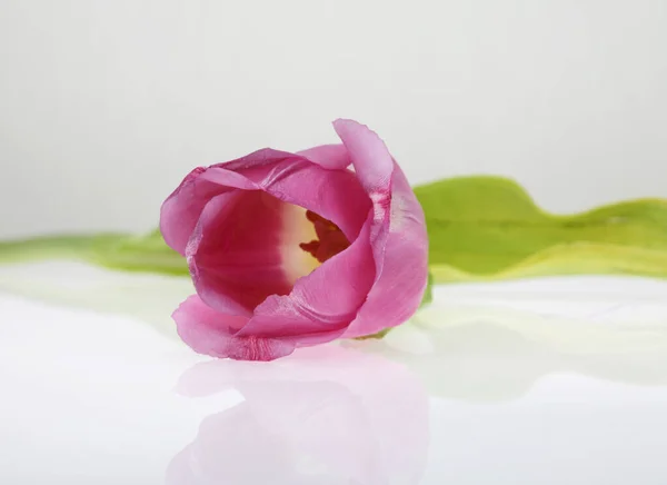 Tulip Flower Light Background — Stock Photo, Image