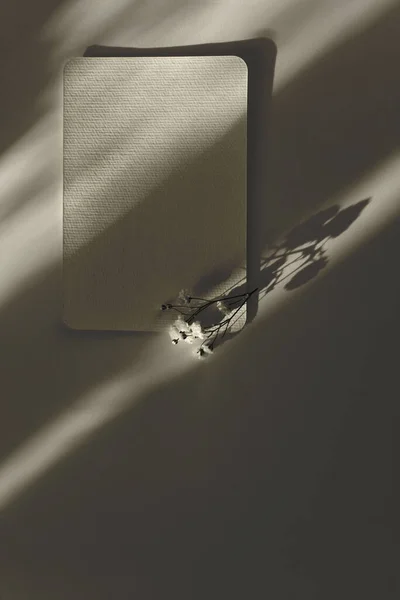 空白空间空白纹理帆布卡片与花枝 光影简约主义风格模板背景 米黄色 — 图库照片