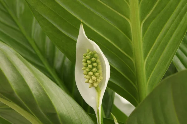 White Spathiphyllum Flower Bud Green Leaf — Stock Photo, Image
