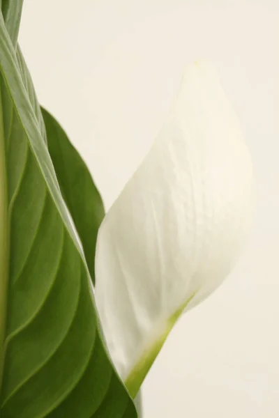 White Spathiphyllum Flower Bud Green Leaf Light Beige — Stock Photo, Image