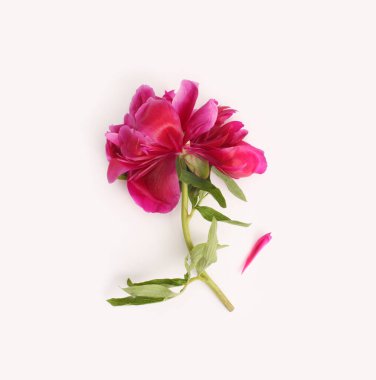 Art Purple kırık pion çiçeği ve bej rengi üst görünümde taç yaprağı..