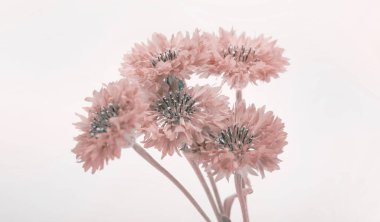 Yumuşak odak bulanık çiçek. Sis dumanı doğanın bej arka planı.