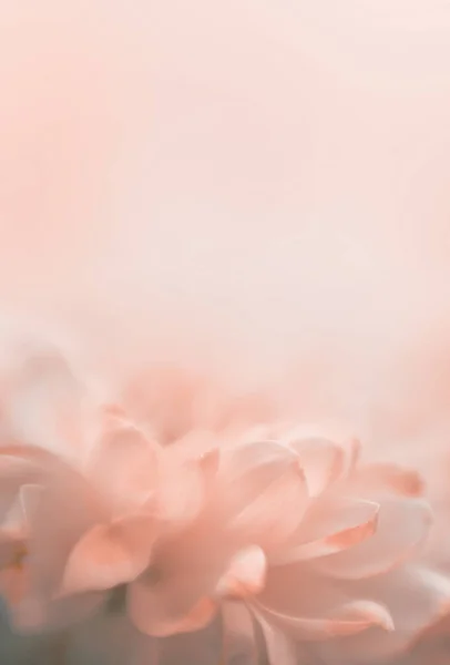 Soft focus flower petal on blur beige pink background.