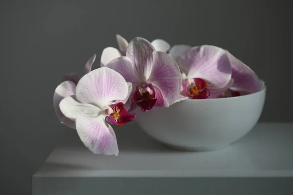 Pink phalaenopsis orchid flower in bowl on gray. Selective soft focus. Minimalist art still life. Light and shadow background.