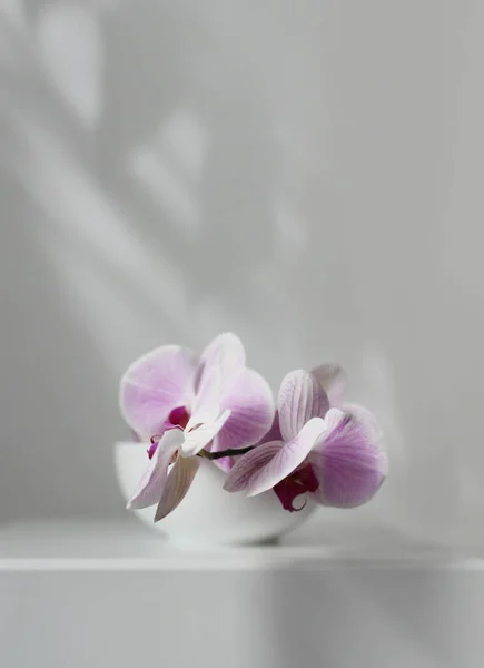 Smoke Pink Phalaenopsis Flor Orquídea Tigela Interior Cinza Foco Suave — Fotografia de Stock