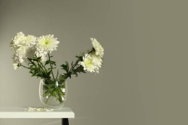 Beyaz kasımpatı, gri iç kısımda cam içinde çiçek açar. Minimalist sanat hala hayattır. Işık ve gölge doğa duvar arkaplanını kopyala.