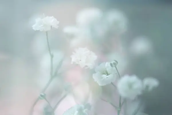 Art Soft focus blur gypsophila flower. Fog smoke nature horizontal copy space background.