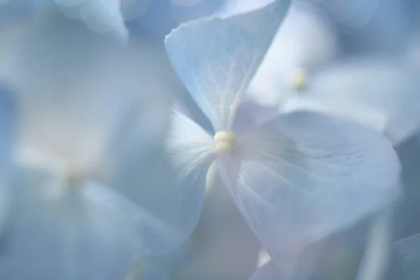 Soft Focus Smoke Blur Nature Background Blue Hydrangea Flower — Stock Photo, Image
