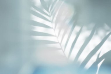 Yumuşak odak bulanık mavi gri tahıl kırılma duvarı. Işık ve gölge dumanı soyut kopyalama alanı arkaplanı. Palmiye yaprağı.