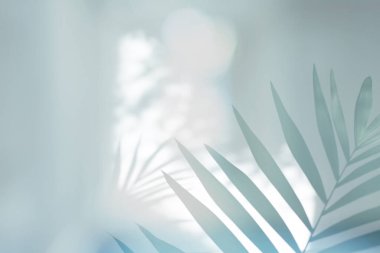 Yumuşak odaklı Palm leaf gri doku kırılma duvarı. Işık ve gölge dumanı soyut kopyalama alanı arkaplanı. 