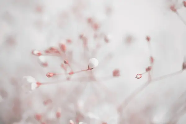 Μαλακή Εστίαση Θόλωμα Μπεζ Ροζ Λουλούδι Art Ομίχλη Καπνού Φύση — Φωτογραφία Αρχείου