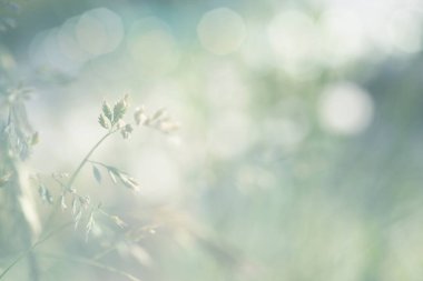 Smoke Blur Soft odağı Yeşil Işık Doğa arkaplanı.