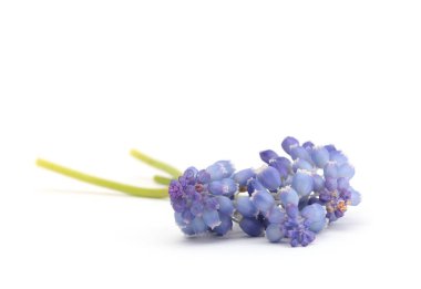 Beyaz arka planda Macro Blue Grape Syacinth Muscari çiçeği.