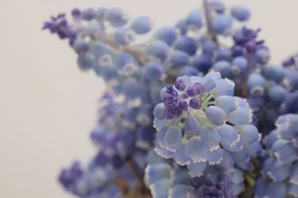 Delikatny Dym Ostrości Makro Hiacynt Winogronowy Muscari Kwiat Niebieskie Beżowe Zdjęcie Stockowe