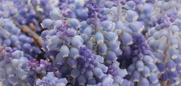 Mjuk Fokus Rök Makro Grape Hyacinth Muscari Blomma Horisontell Lång Royaltyfria Stockfoton