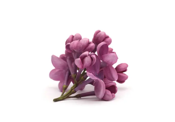 Petit Bouquet Fleurs Lilas Violet Sur Blanc Mise Point Sélective — Photo