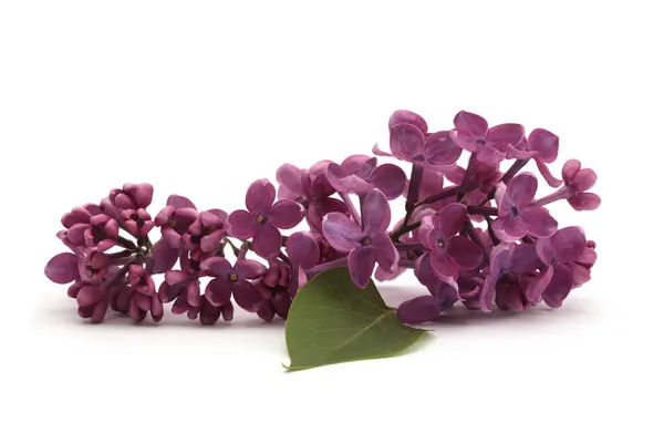 Fialová Lilac Kytička Bílém Přírodní Pozadí Maker — Stock fotografie