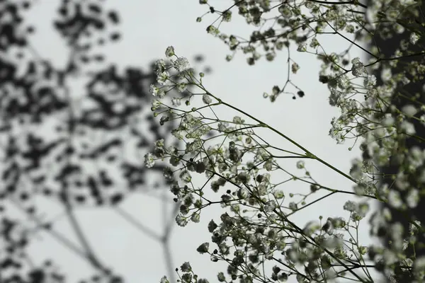 Gypsophila Flower Contrast Branch Soft Focus Gray Grain Texture Black Stock Photo