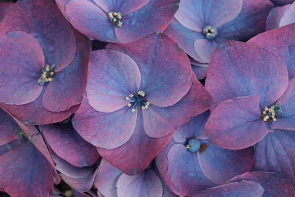Синий Лиловый Розовый Букет Цветов Hydrangeas Селективный Мягкий Фокус Макроприродный Стоковое Фото