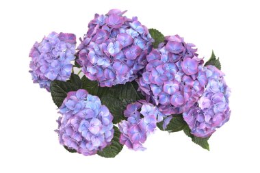 Mavi, leylak, pembe ortanca çiçeği. Beyaz arka planda izole edilmiş..