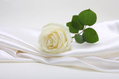 Beyaz nacre dalga kumaş kumaş dokusu kopya arkaplan üzerinde bej krem gül çiçeği.