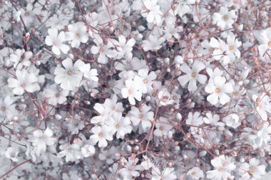 Beyaz çiçek buketi tüttür. Doğa yatay bej, pembe, gri arkaplan.