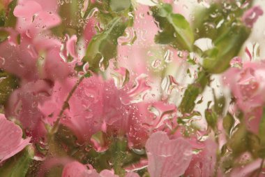 Su damlalarıyla dolu camdan pembe çiçek buketi. Soyut Doğa bulanık pembe arkaplan.