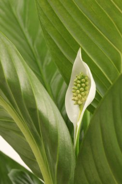 Yapraklı beyaz Spatthiphyllum çiçeği tomurcuğu. Yeşil ton doğa arkaplanı