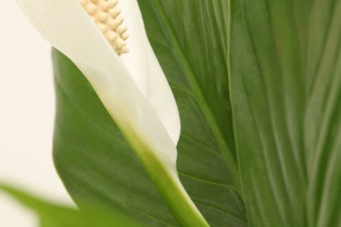 Yapraklı beyaz Spatthiphyllum çiçeği tomurcuğu. Yeşil, bej tonu doğa arkaplanı