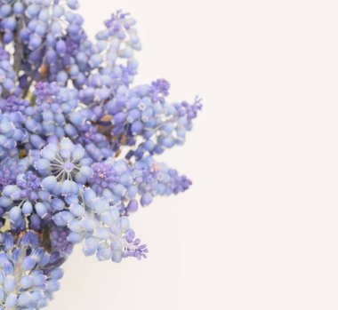 Yumuşak odaklı dumanlı makro üzümlü Hyacinth Muscari çiçeği. Mavi, eflatun, bej rengi, açık renk arka plan.