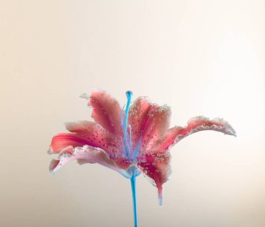 Kırmızı, mavi zambak çiçeği ve su damlası. Doğa arkaplanı.