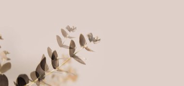 Yumuşak odaklı duman bulanık kahverengi yapraklar bej duvarda okaliptüs dalları. Işık ve gölge doğa nötr kopyalama alanı arkaplanı.