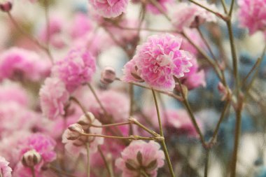 Yumuşak odaklı pembe çiçek buketi tahıl kabartma desenli camlar arasında. Soyut Doğa Brur arkaplanı.