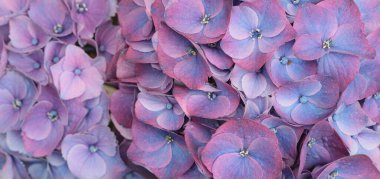 Blue, lilac, pink Hydrangeas flower bouquet. Selective soft focus. Macro horizontal nature background. clipart