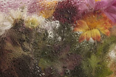 Yumuşak odaklı çiçek buketi, ıslak su damlalarıyla dolu camın içinden geçiyor. Soyut doğa bulanık arkaplan.