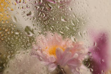 Yumuşak odaklı çiçek buketi, ıslak su damlalarıyla dolu camın içinden geçiyor. Soyut doğa bulanık arkaplan.